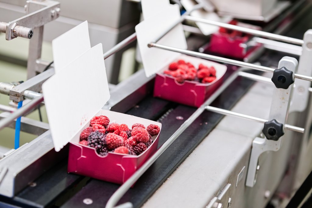 food processing   berries