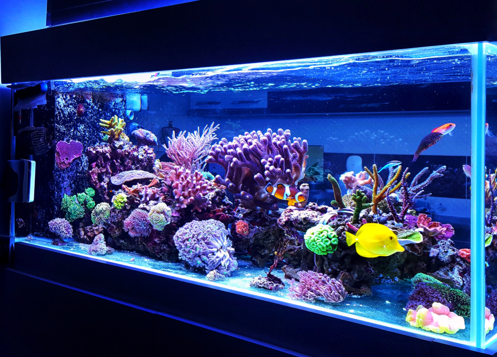 Aquariums