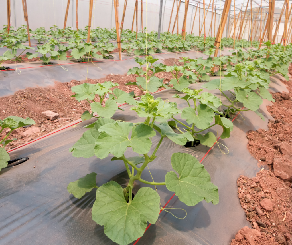 polyethylene film  landscaping